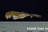 藏品(黃羽鸚嘴)的圖片